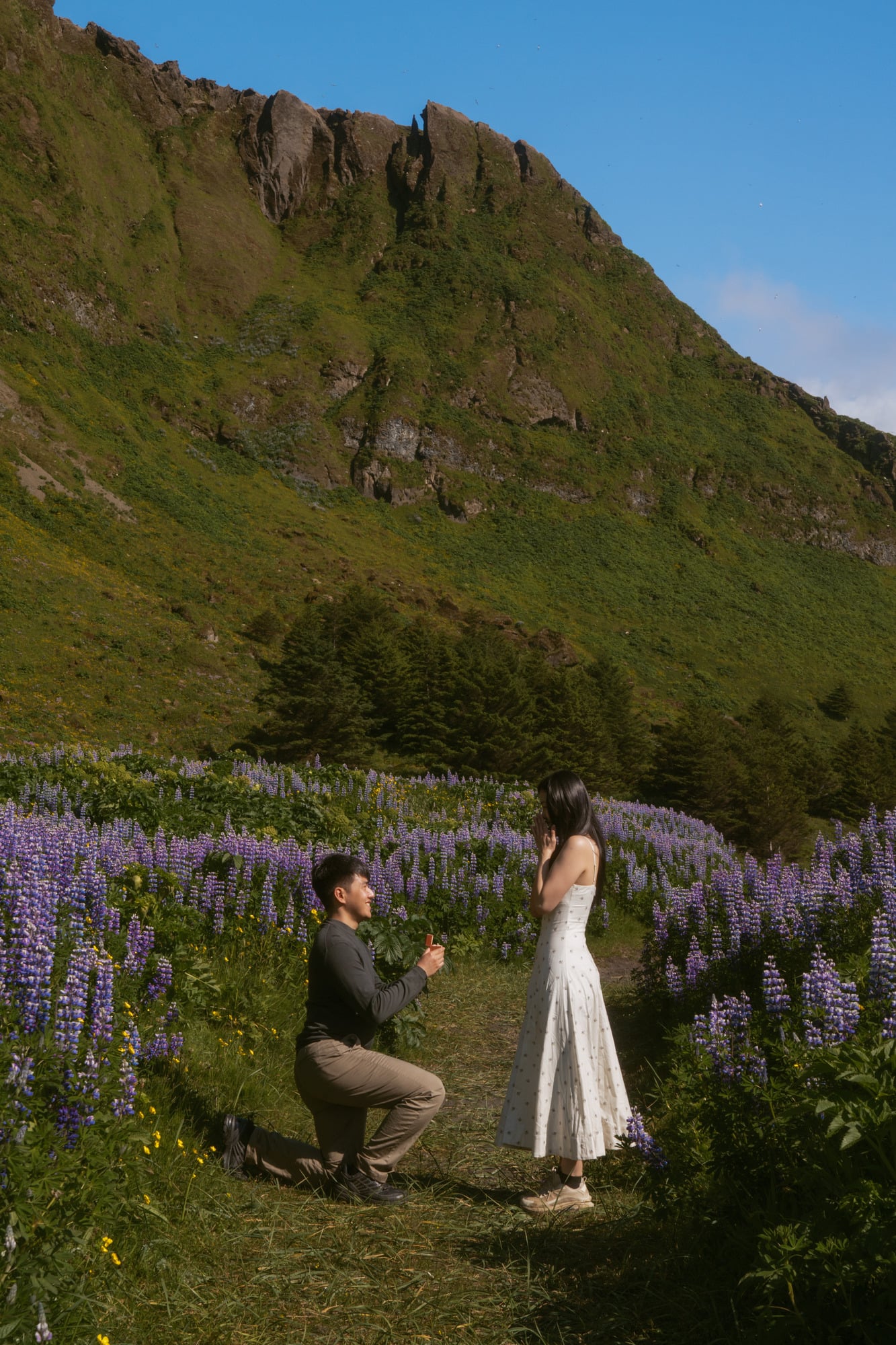 Proposal in a field of Icelandic lupines