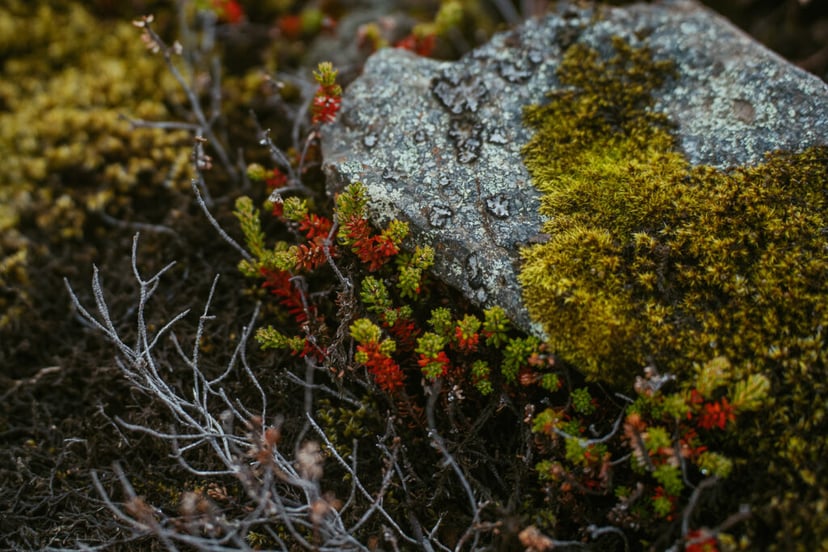 Couple eloping in Iceland a multi-day elopement adventure
