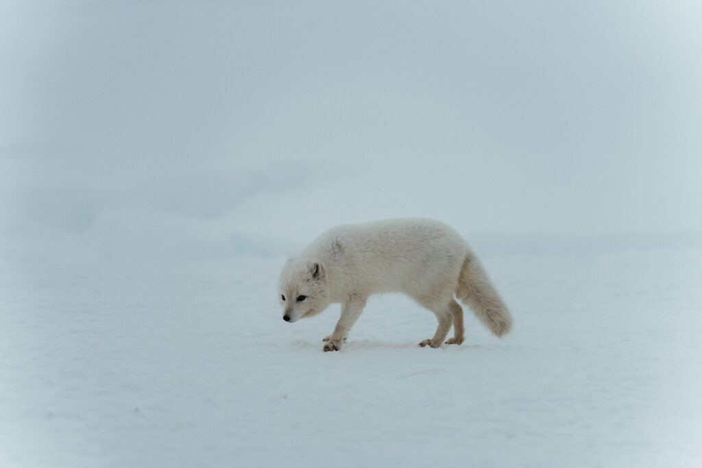 white arctic fox nearby an ice cave in iceland
