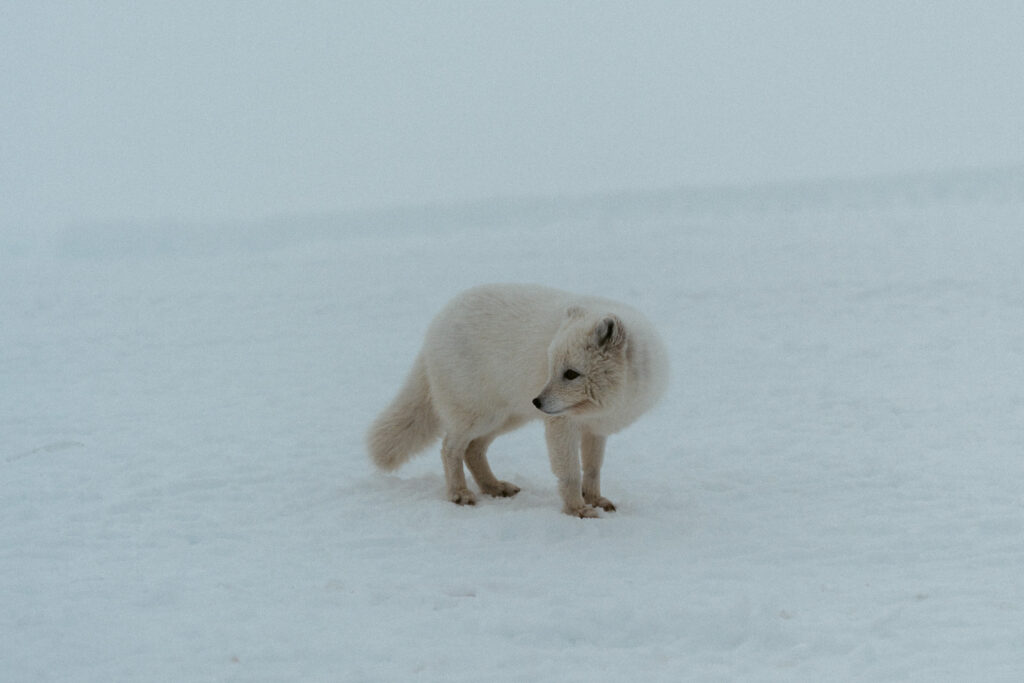 white arctic fox nearby an ice cave in iceland