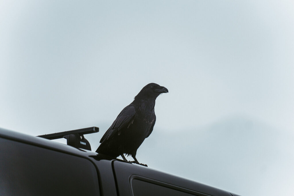 bird in ice cave