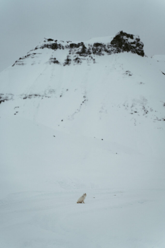 white arctic fox nearby an ice cave in iceland in front of a mountain